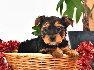 Mixed Breed dogs Cindy - Ad 13