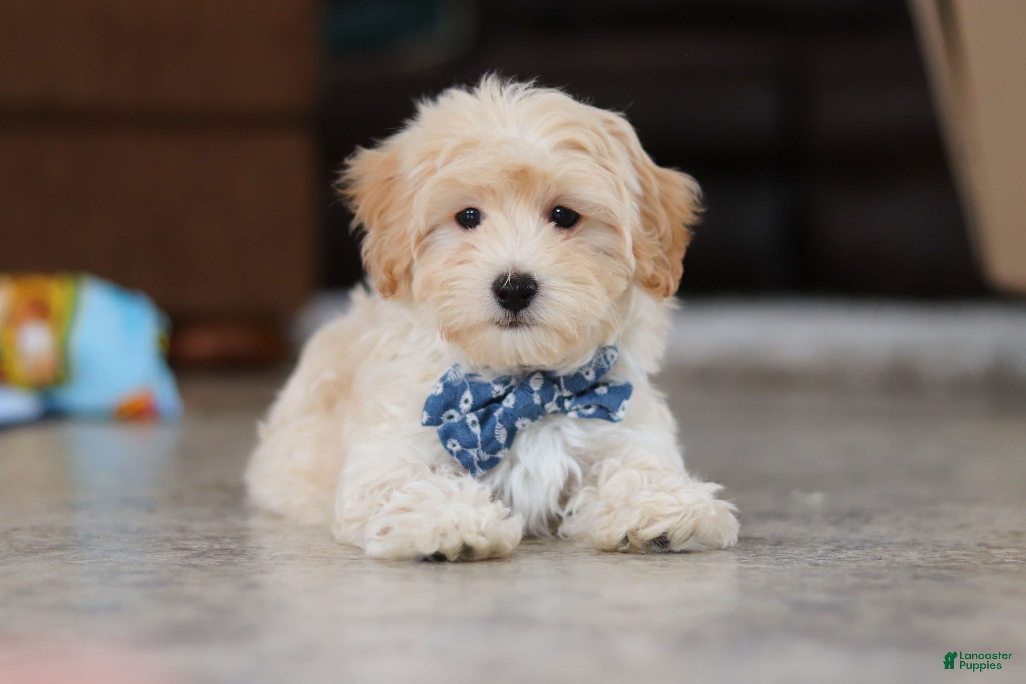 Maltipoo dogs Clark - Ad 1