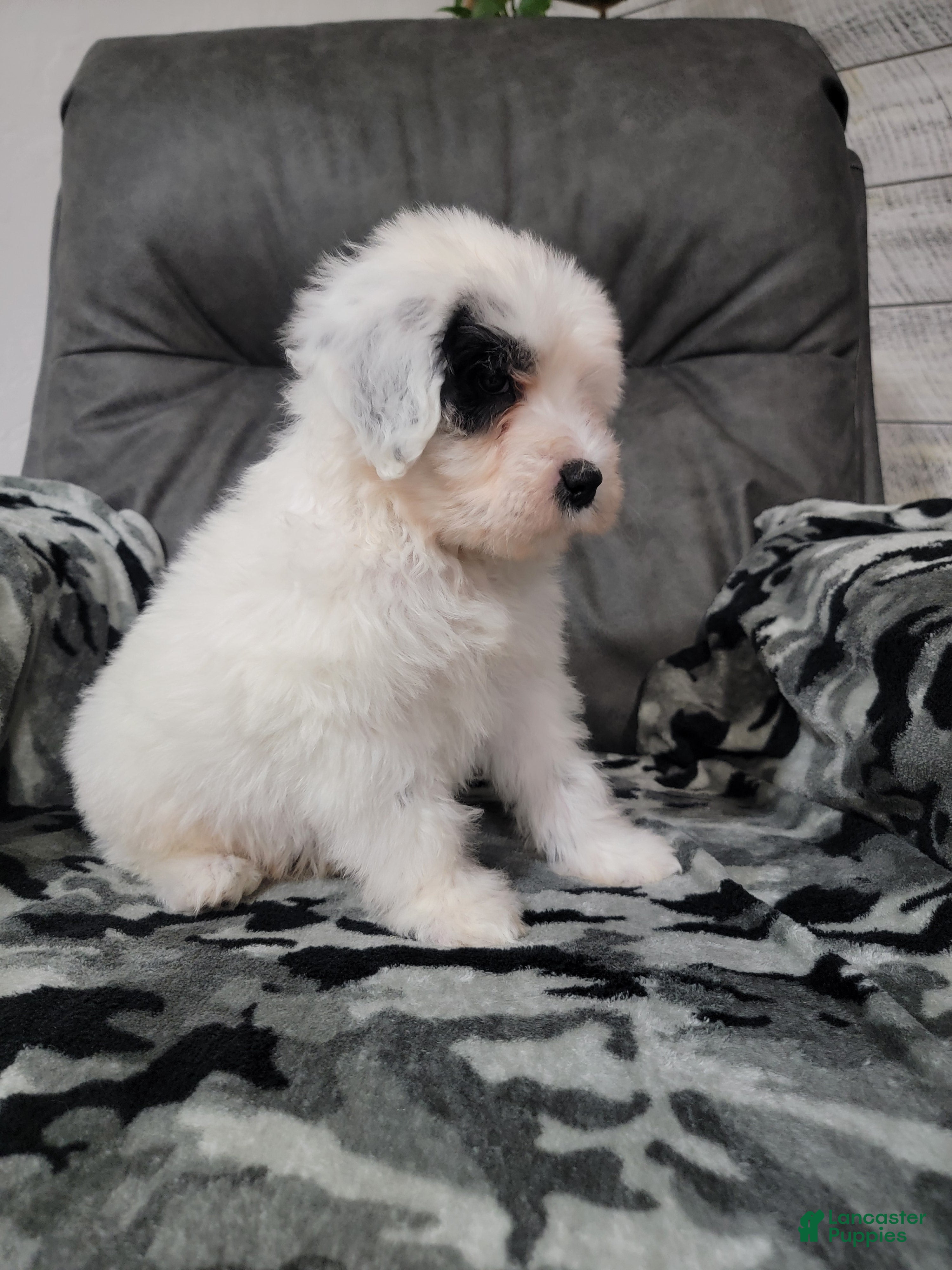 Portuguese Water Dog dogs Maverick  - Ad 2