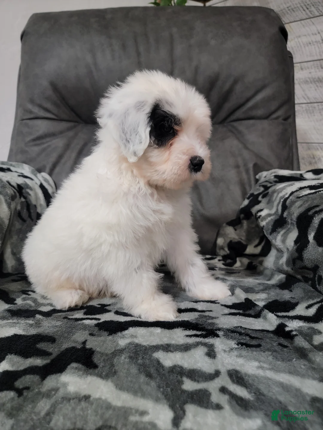 Portuguese Water Dog dogs for sale: Maverick  - Ad 2