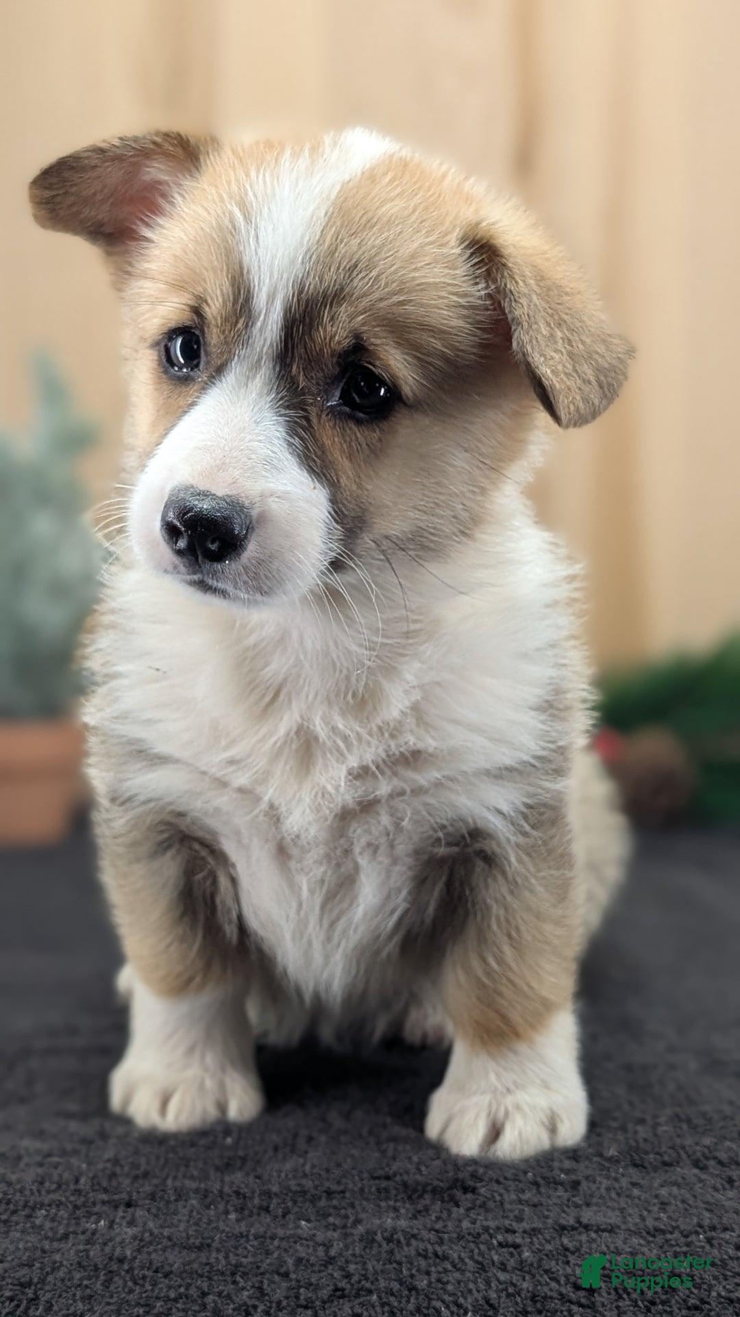 Welsh Corgi Pembroke dogs for sale: Sophie - Ad 5
