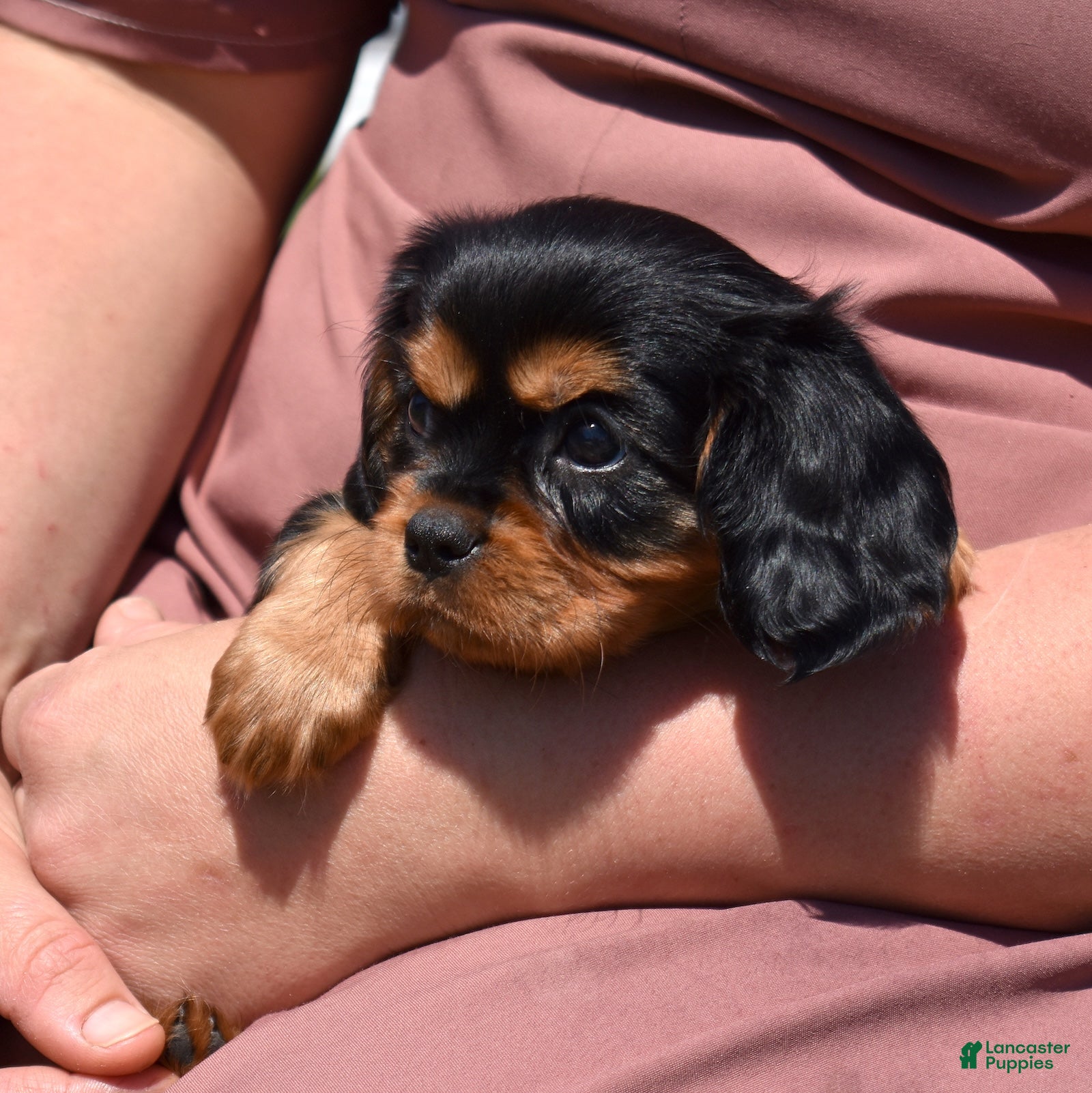 Cavalier King Charles Spaniel dogs Izzy  - Ad 1