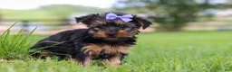 Yorkshire Terrier dogs for sale: Chloe - Ad 2