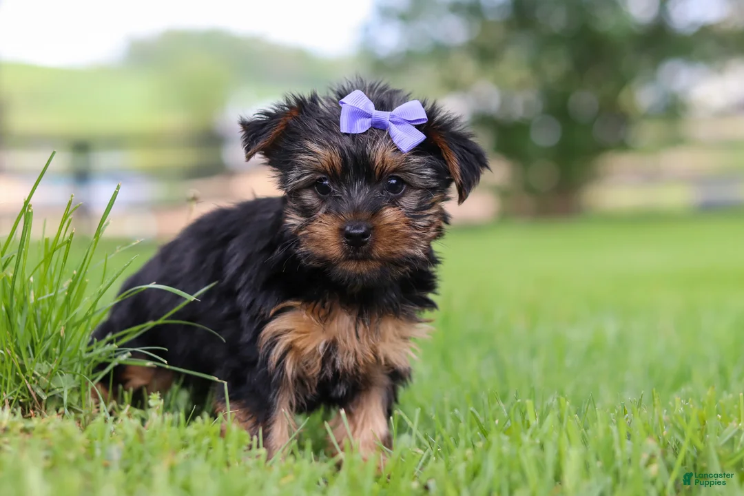 Yorkshire Terrier dogs for sale: Chloe - Ad 2