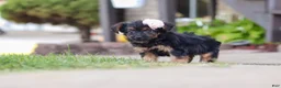 Yorkiepoo dogs for sale: Paisley - Ad 5