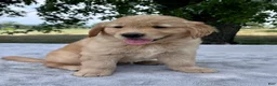 Golden Retriever dogs for sale: Duncan - Ad 4