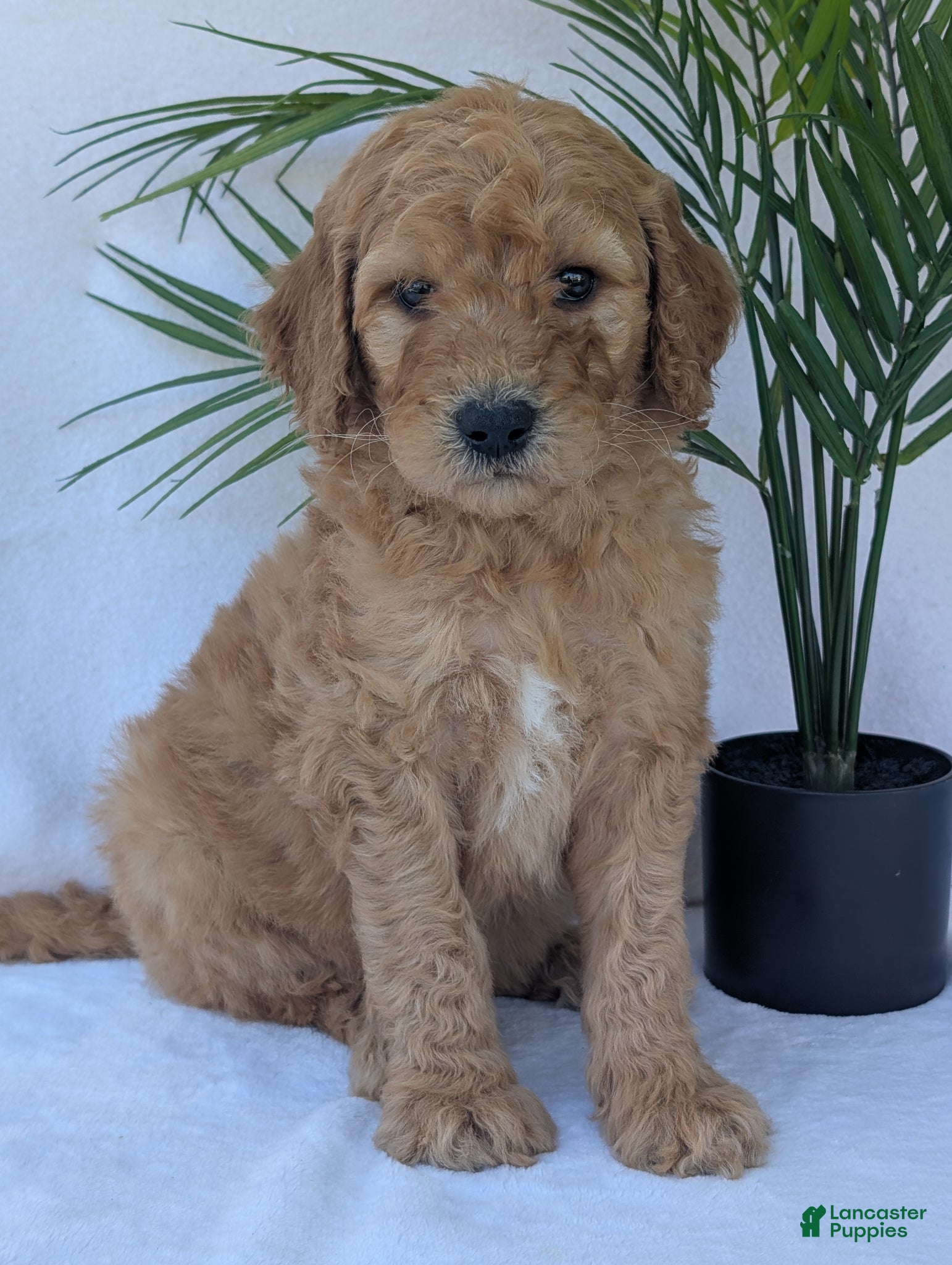 Goldendoodle dogs Charlie  - Ad 1