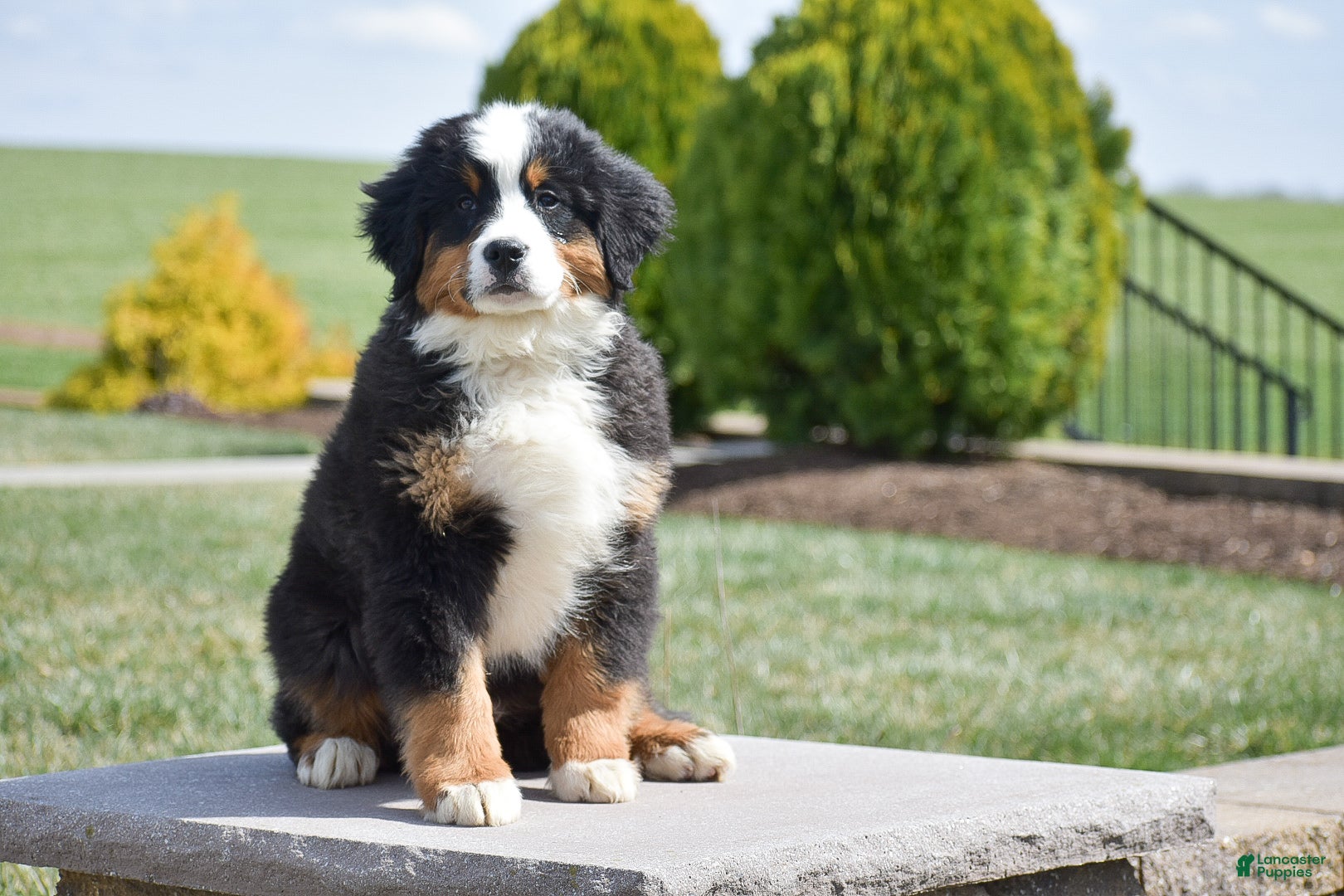 Bernese Mountain Dog dogs Pine - Ad 1