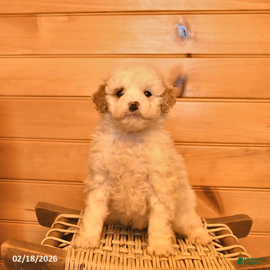 Mini Goldendoodle dogs for sale: Magnolia  - Ad 3