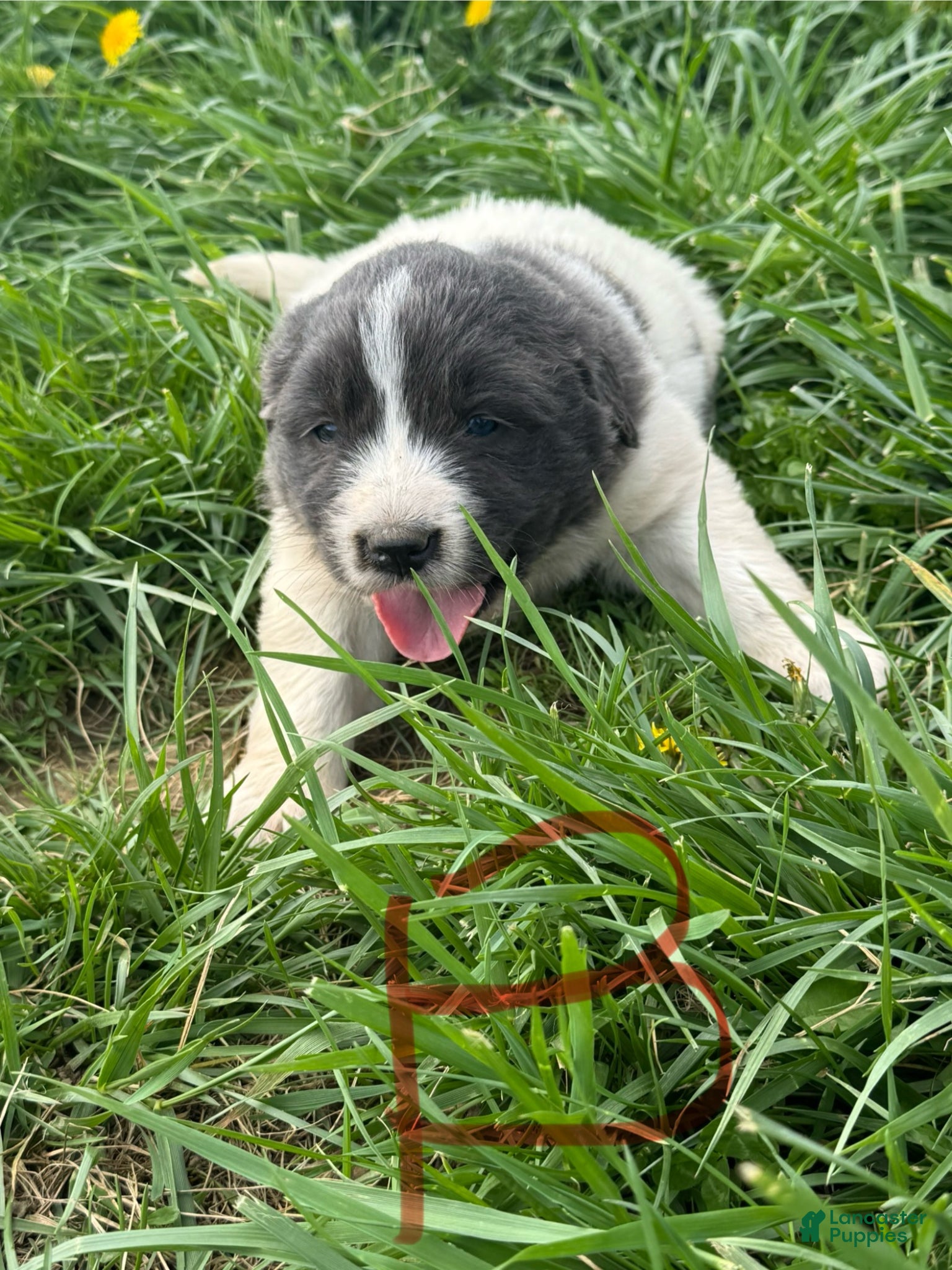 Mixed Breed dogs Mixed Breed Puppy 5 - Ad 18
