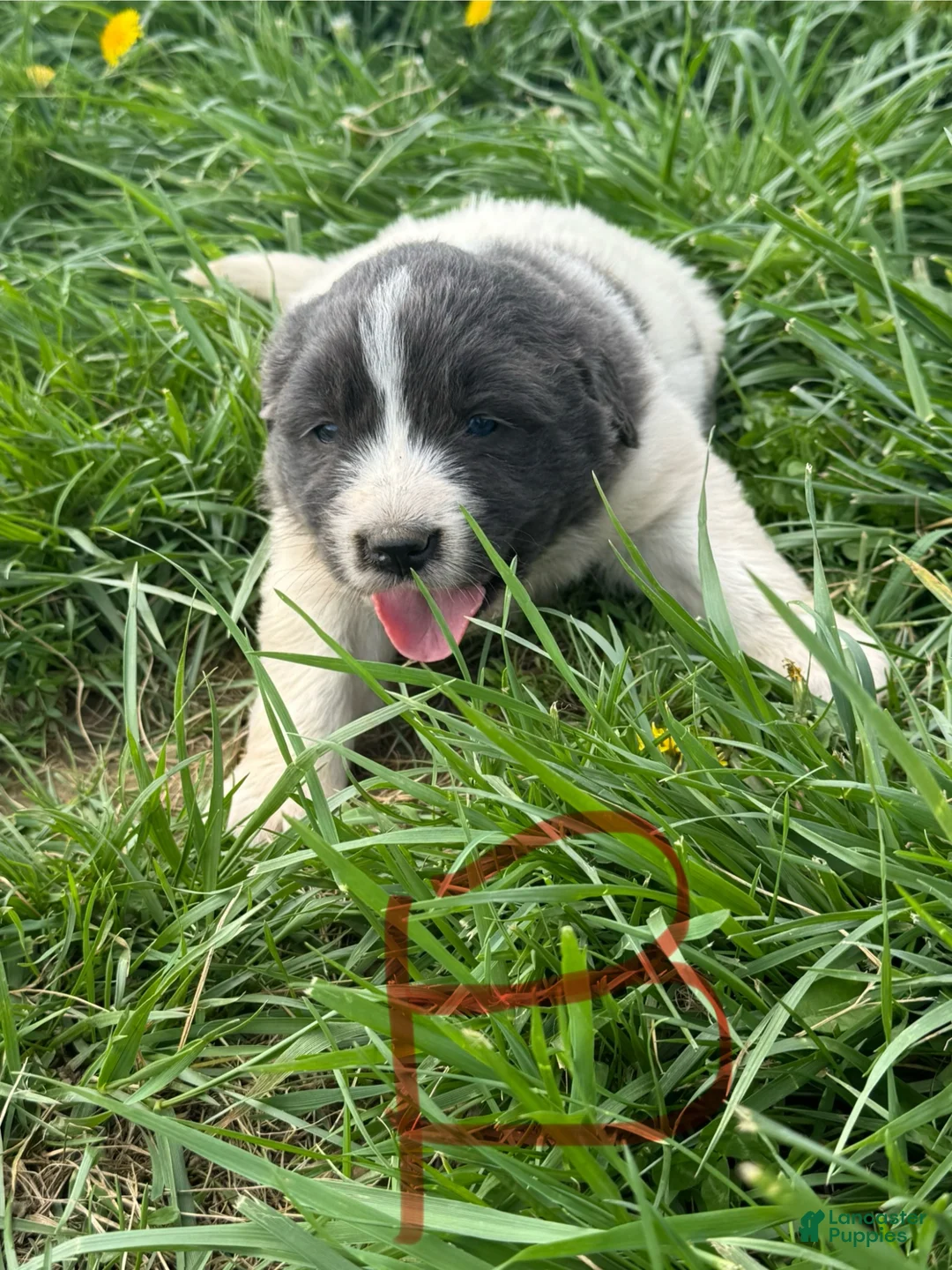 Mixed Breed dogs for sale: Mixed Breed Puppy 5 - Ad 1