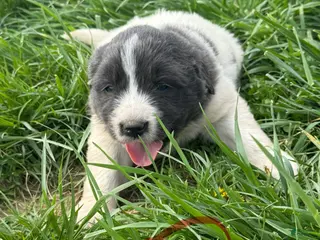 Mixed Breed dogs Mixed Breed Puppy 5 - Ad 18