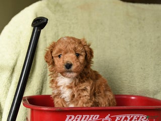 Havapoo dogs Lightning - Ad 33