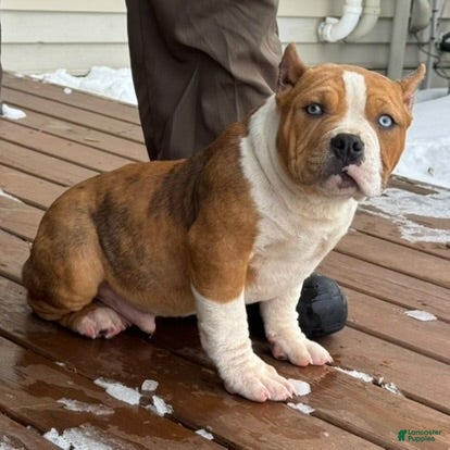 American Bully dogs Diesel - Ad 2