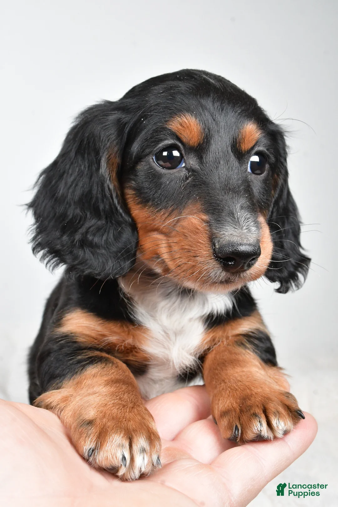 Dachshund dogs for sale: Beau - Ad 5