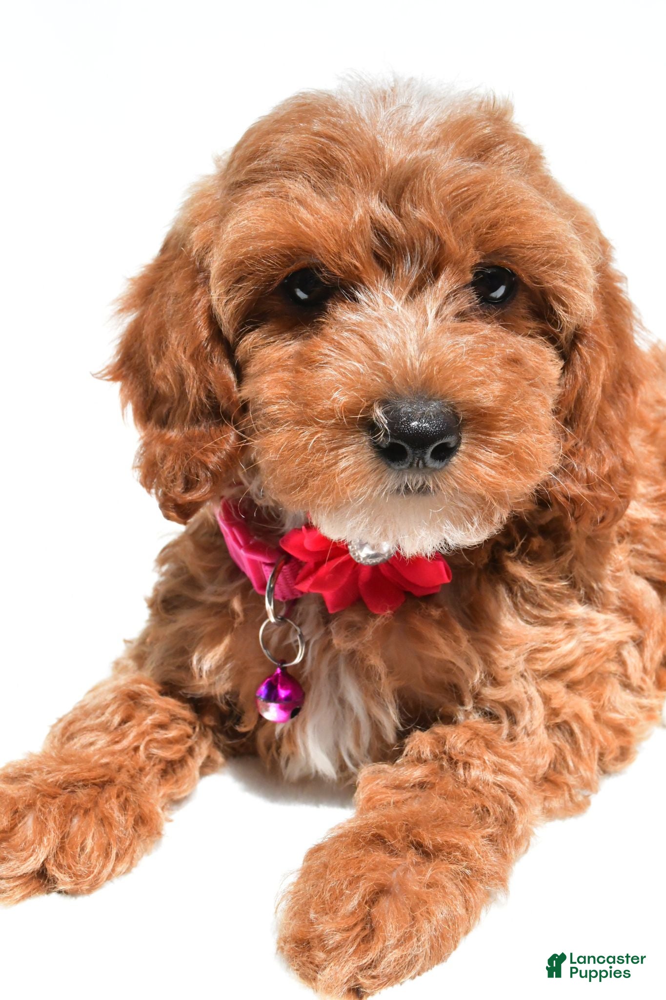 Cockapoo dogs Tiffany - Ad 1