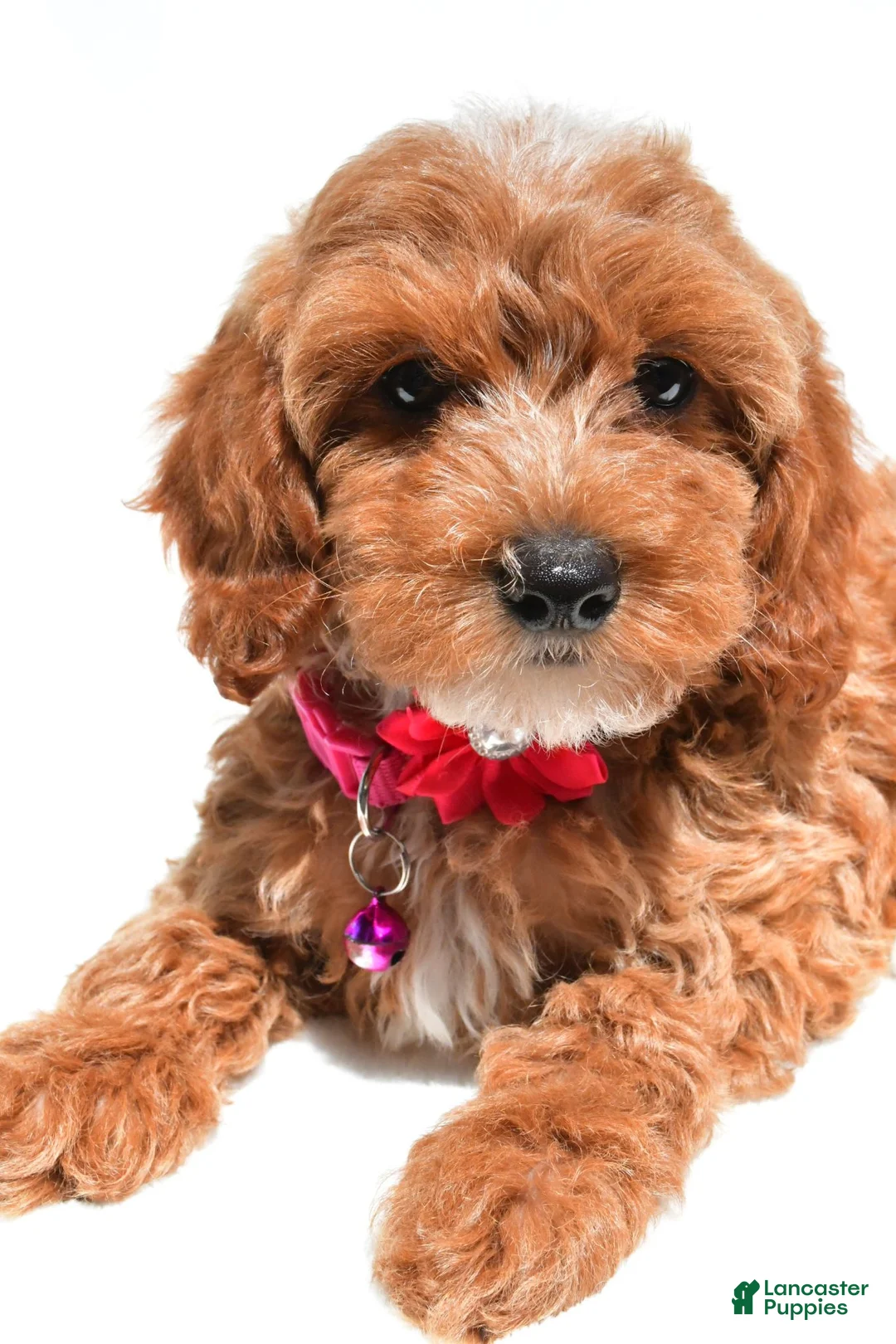 Cockapoo dogs for sale: Tiffany - Ad 1