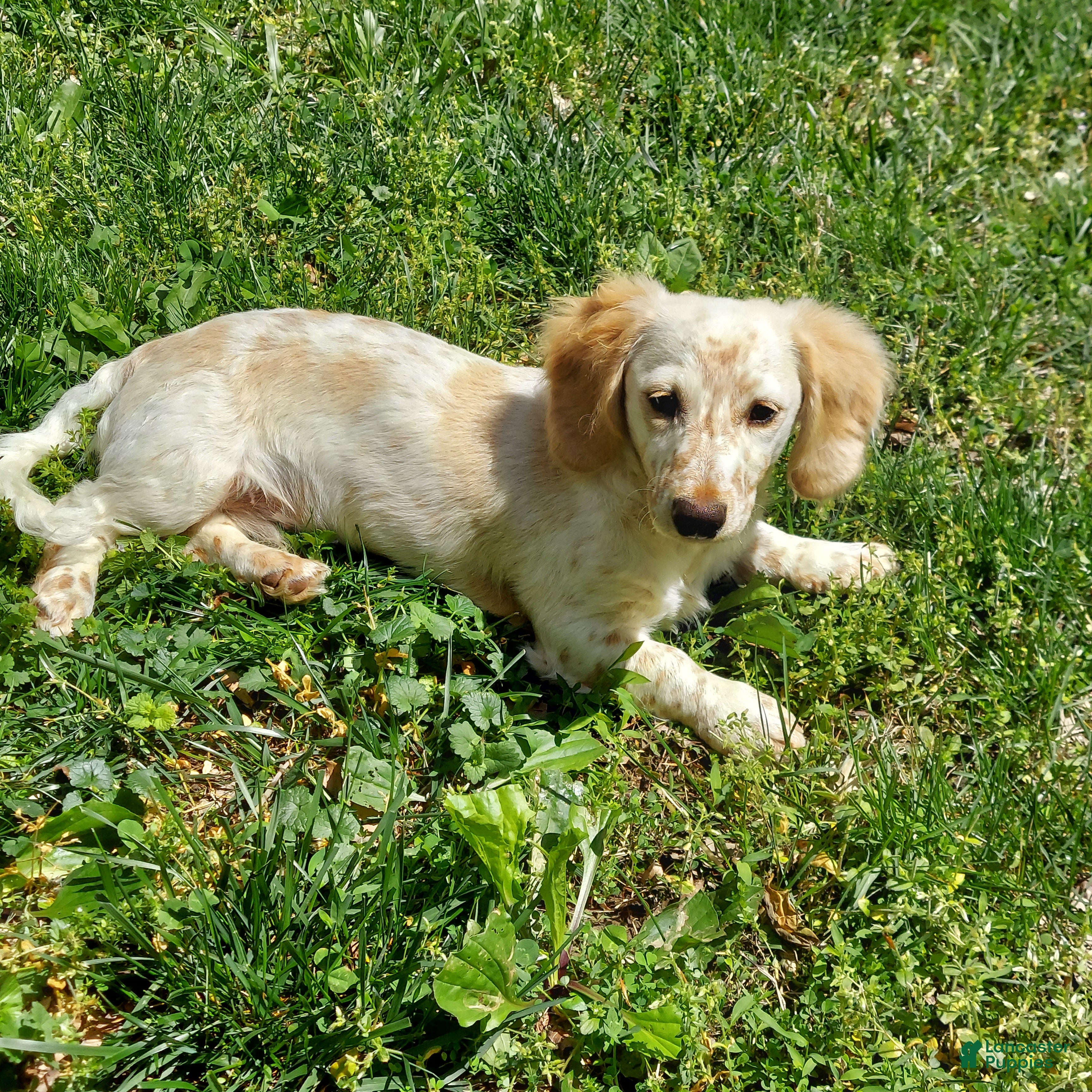 Miniature Dachshund dogs Hank - Male, Long-haired Miniature Dachshund Puppy - Ad 27