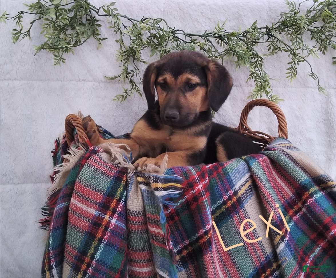 Mixed Breed dogs Lexi  - Ad 1