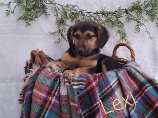 Mixed Breed dogs for sale: Lexi - Ad 2
