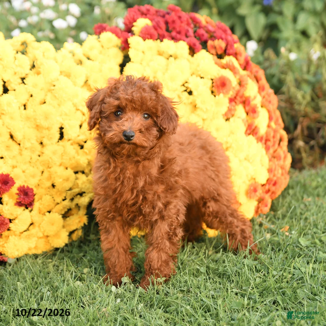 Miniature Poodle dogs for sale: Charlie - Ad 2