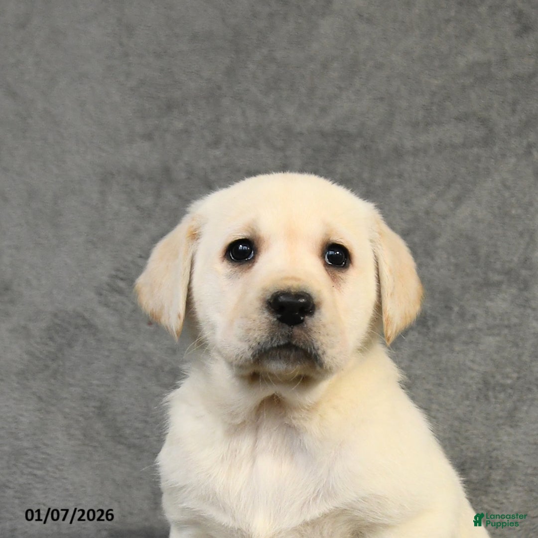 Labrador Retriever dogs for sale: Bella   - Ad 2