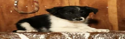 Border Collie dogs for sale: Daisy - Ad 5