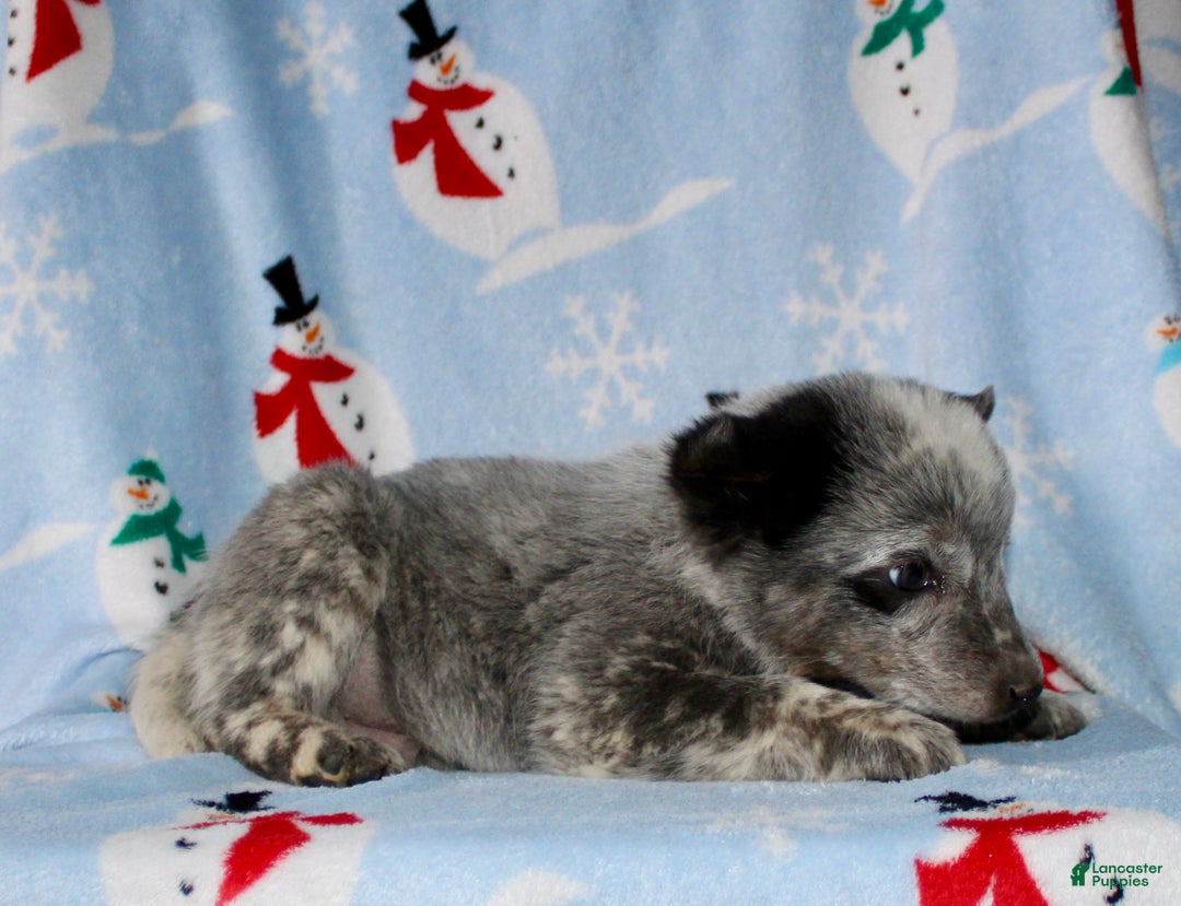 Australian Cattle Dog dogs for sale: Rocky - Ad 3