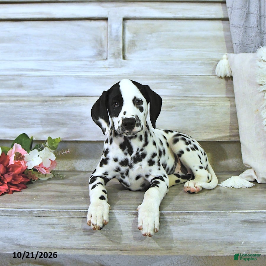 Dalmatian dogs for sale: Millie - Ad 1