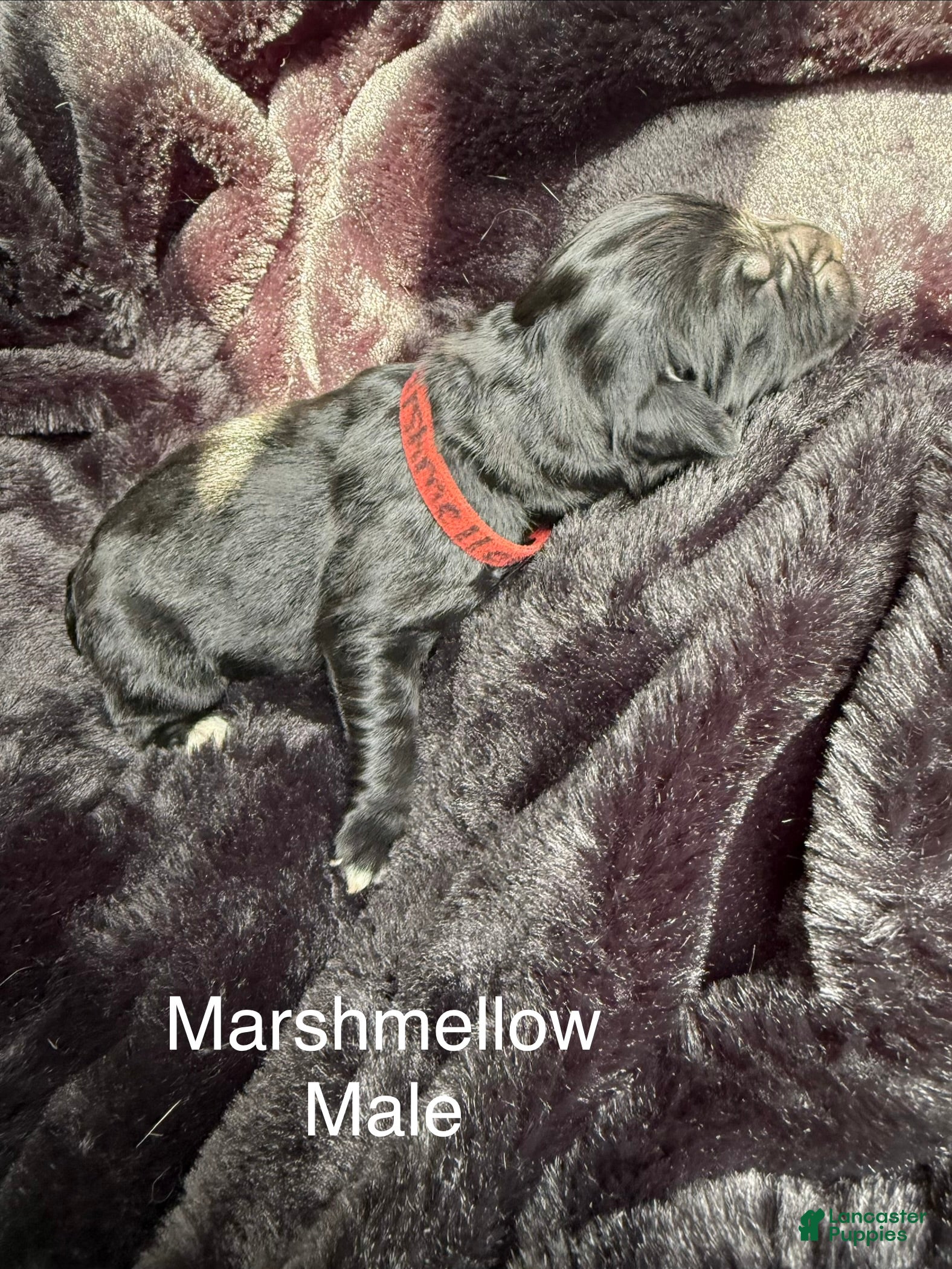 Newfoundland dogs Marshmellow - Ad 23
