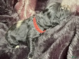 Newfoundland dogs Marshmellow - Ad 26