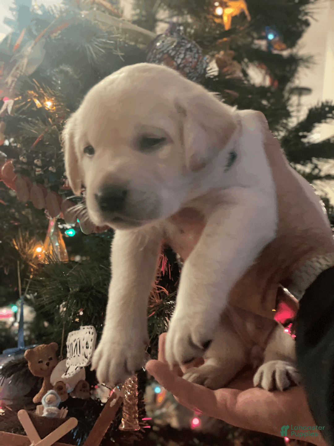 Labrador Retriever dogs for sale: Whiteface-Teal collar - Ad 1