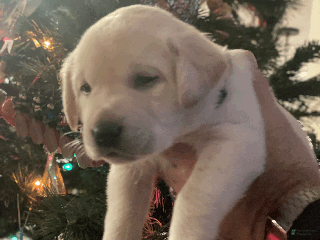 Labrador Retriever dogs Whiteface-Teal collar - Ad 1