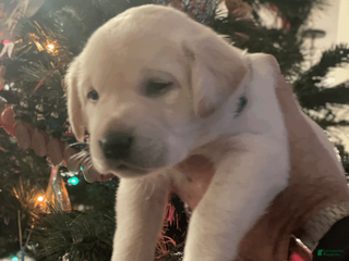 Labrador Retriever dogs Whiteface-Teal collar - Ad 15