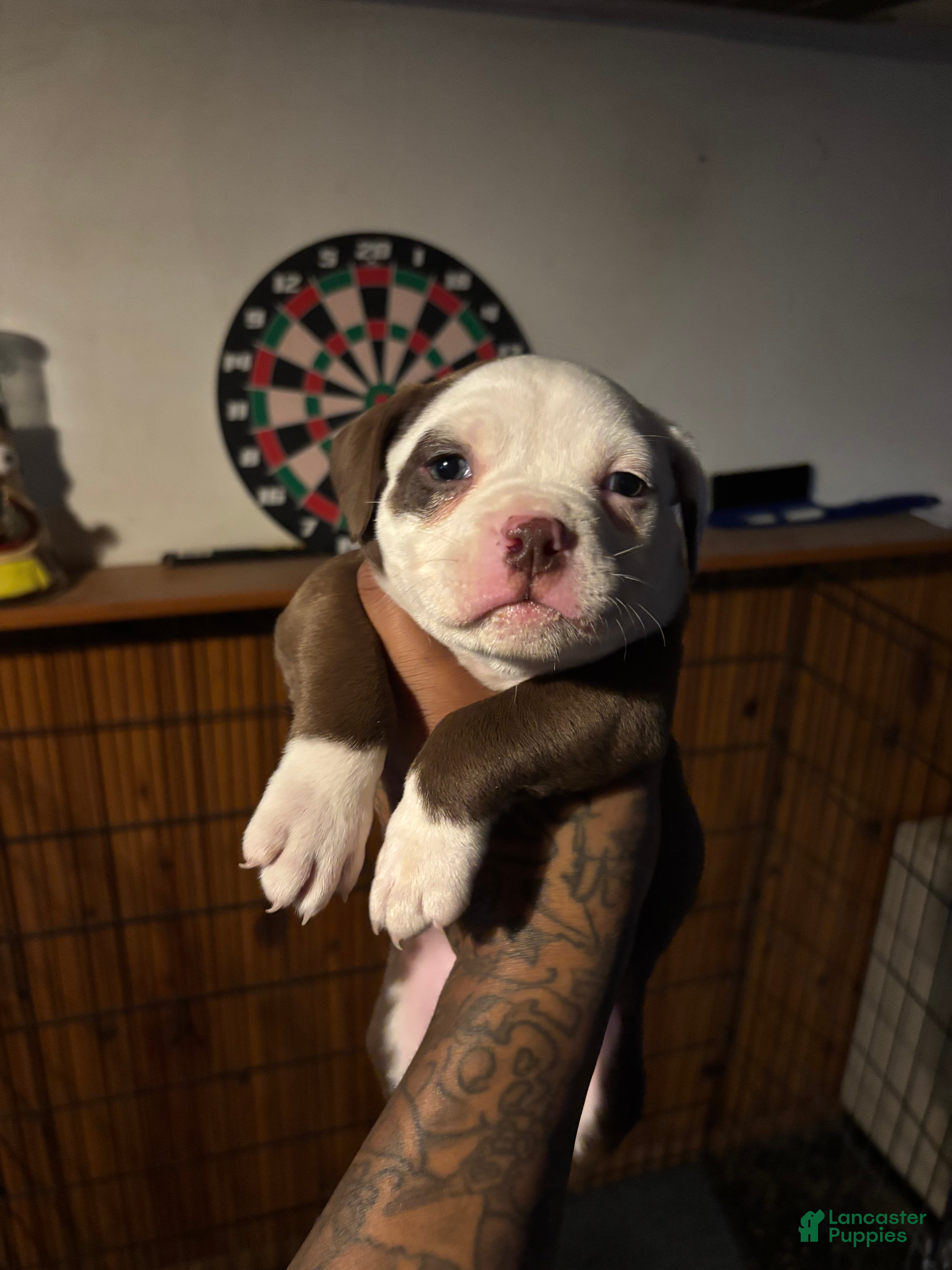 Mixed Breed dogs Mixed Breed Puppy 3 - Ad 3