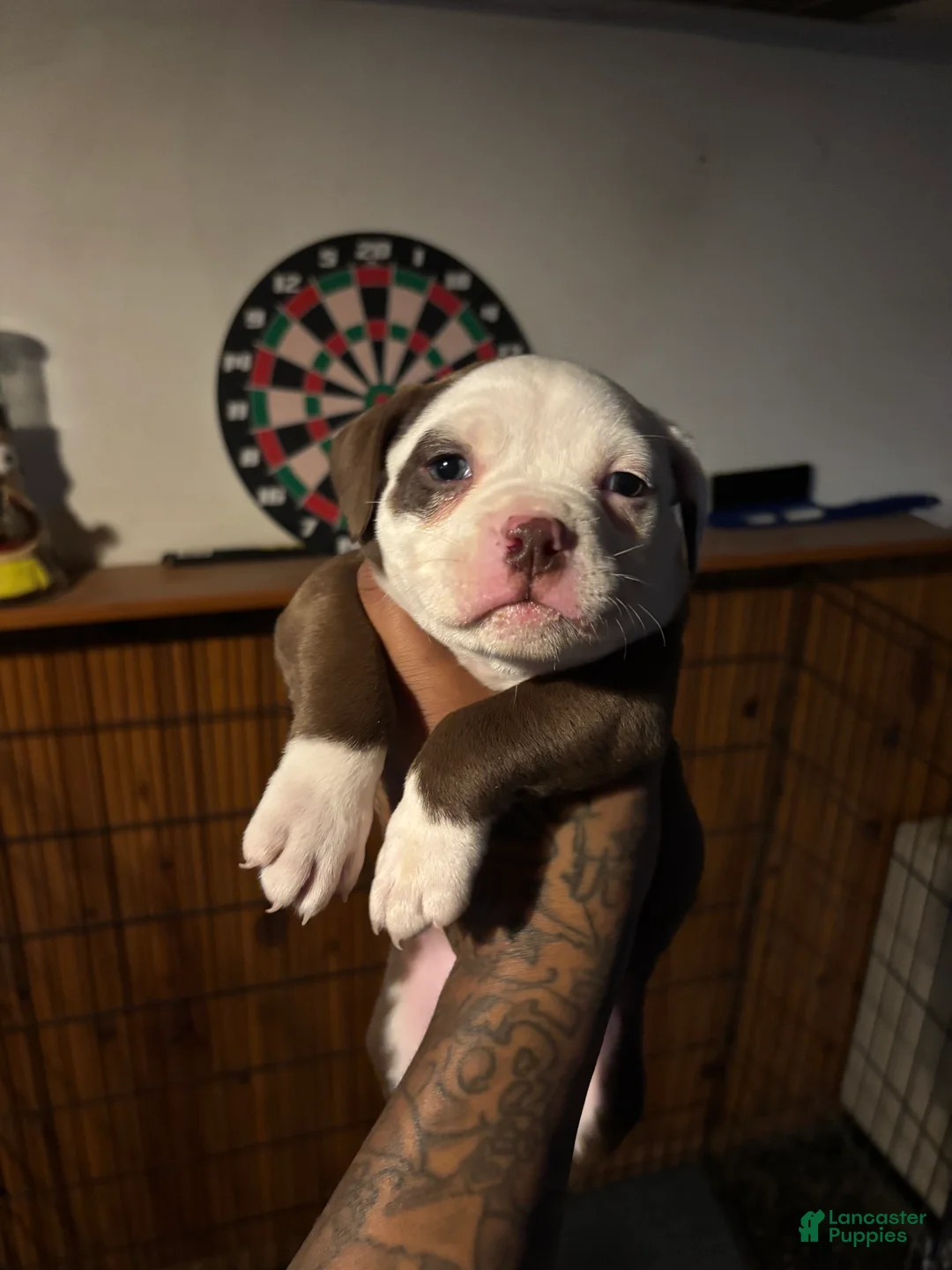 Mixed Breed dogs for sale: Mixed Breed Puppy 3 - Ad 1