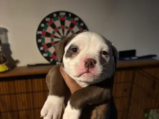 Mixed Breed dogs Mixed Breed Puppy 3 - Ad 3