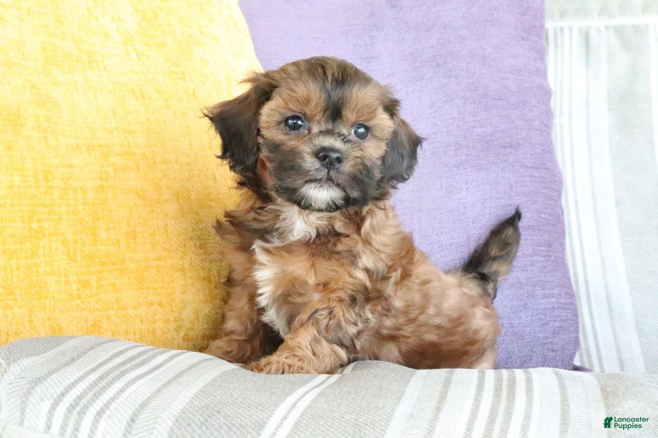 Shihpoo dogs Steven - Ad 1