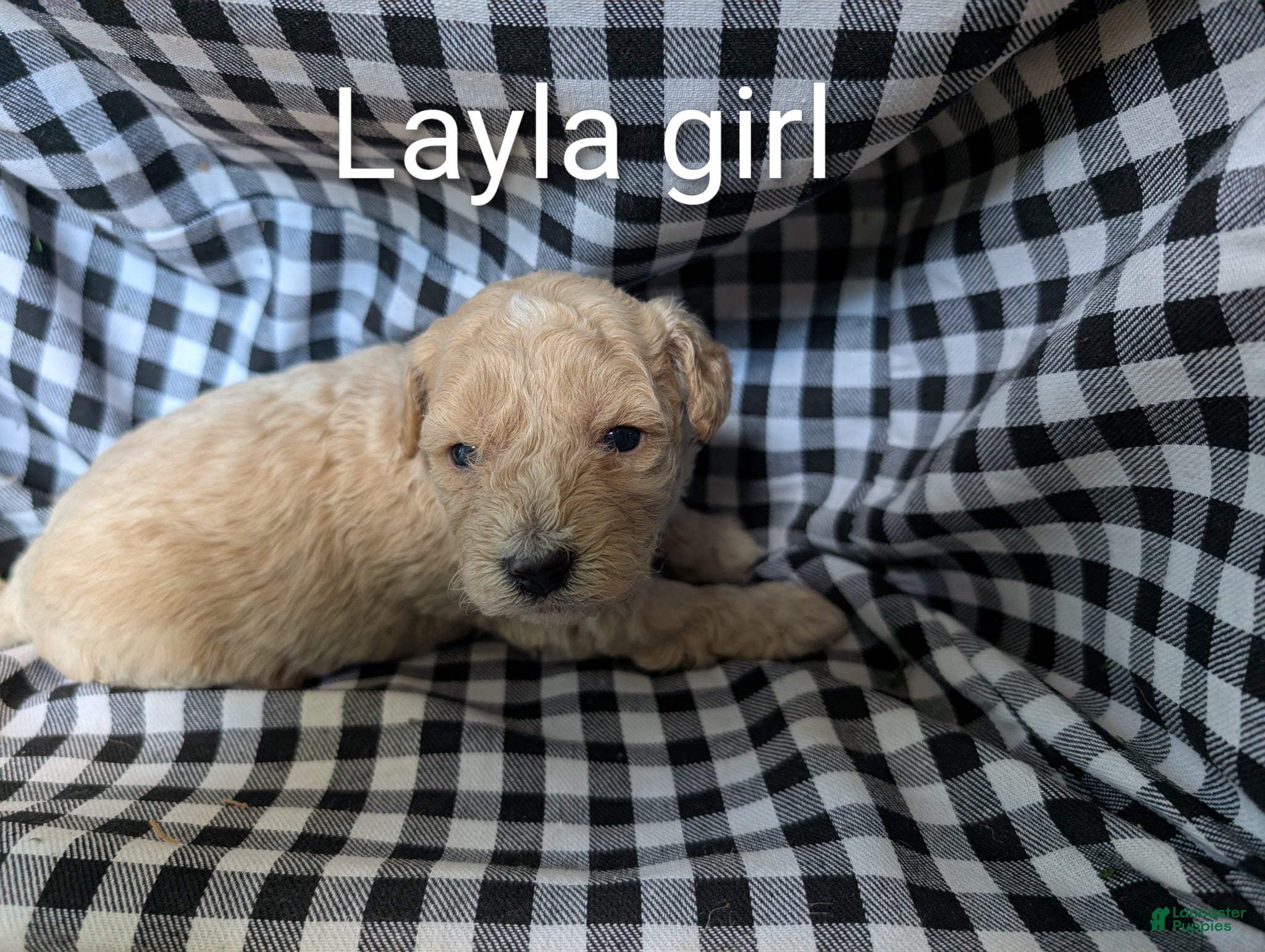 Bichpoo dogs for sale: Layla - Ad 1