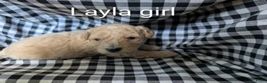 Layla