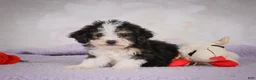 Mini Bernedoodle dogs for sale: Mae - Ad 5