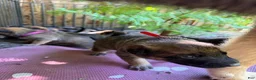 Mixed Breed dogs for sale: Mocha - Ad 19
