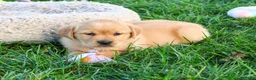 Goldador dogs for sale: Adira - Ad 4