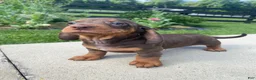 Miniature Dachshund dogs for sale: Ryder - Ad 9