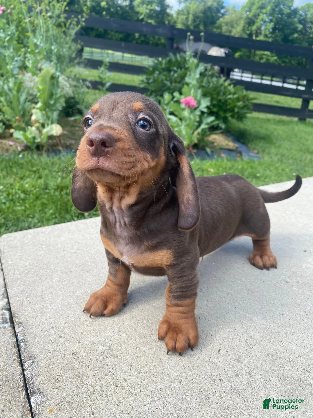 Miniature Dachshund dogs for sale: Ryder - Ad 9
