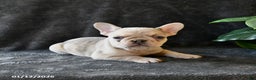 French Bulldog dogs for sale: Penny - Ad 4