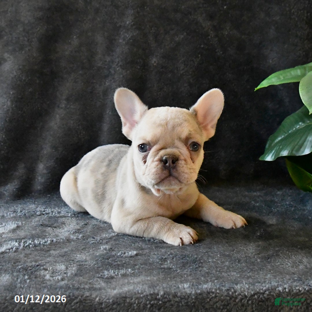 French Bulldog dogs for sale: Penny - Ad 4