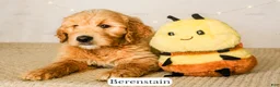 Goldendoodle dogs for sale: Berenstain - Ad 14