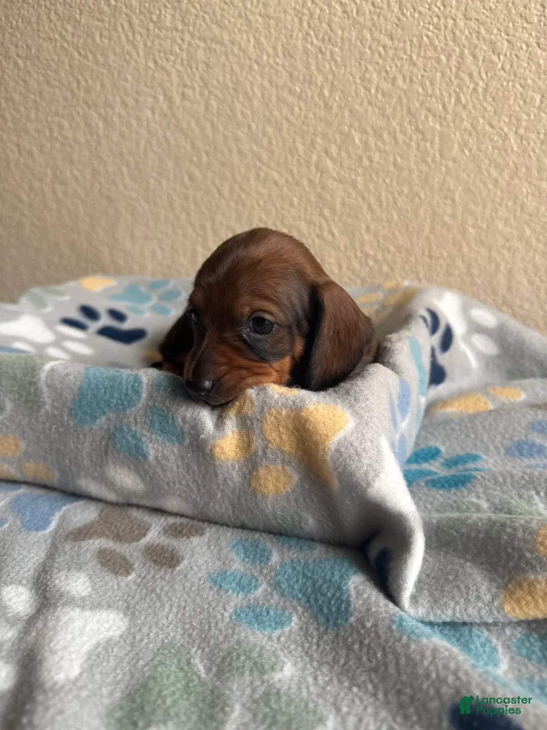 Dachshund dogs for sale: Daisy - Ad 2