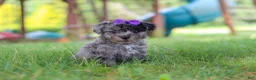 Yorkiepoo dogs for sale: Stella - Ad 3